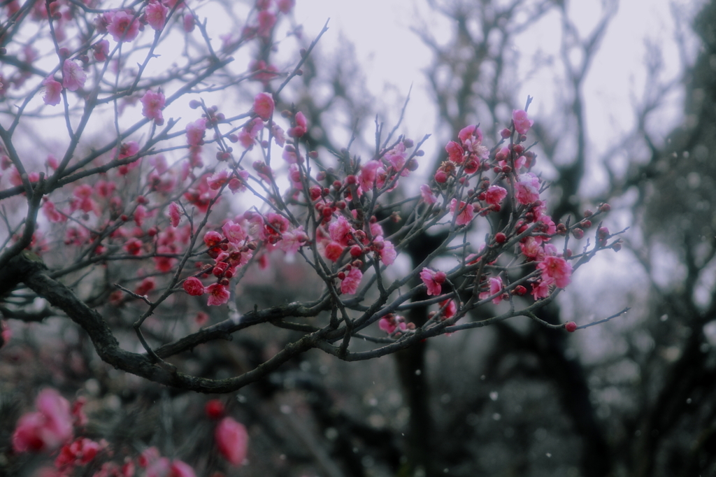 淡雪に咲く