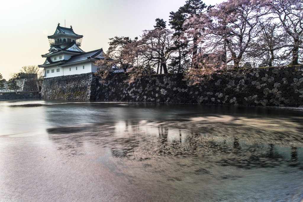 水面で舞う桜