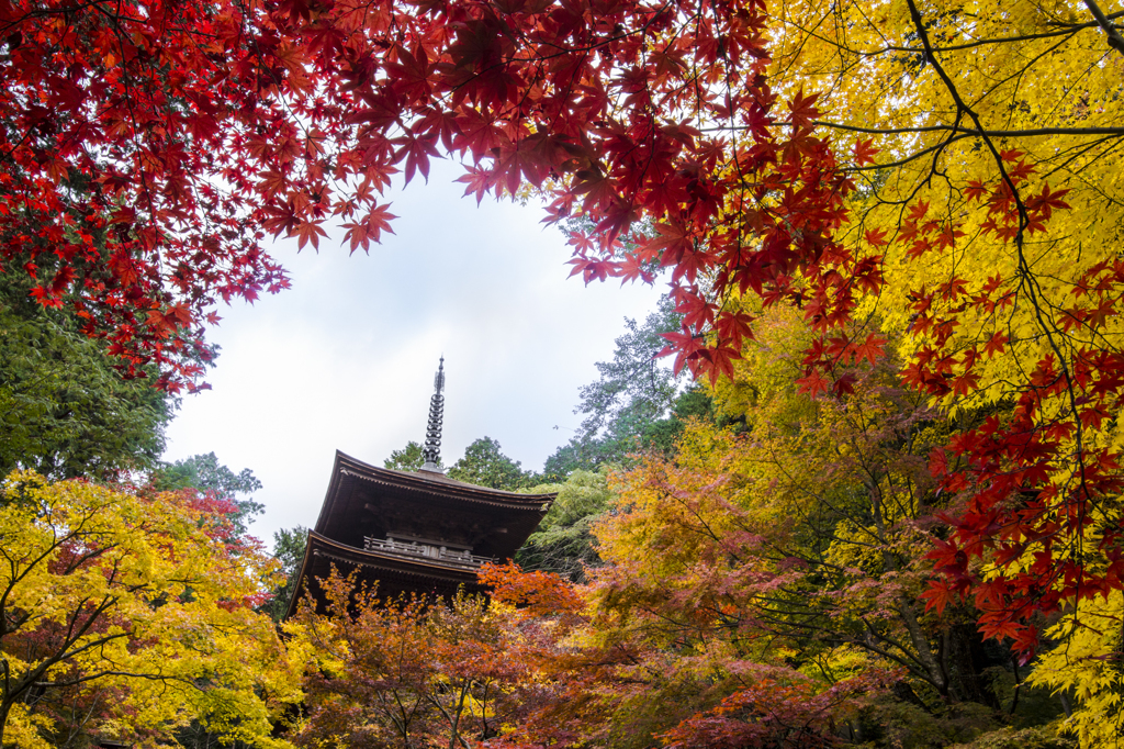 金剛輪寺の紅葉