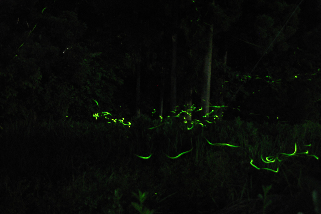 FIREFLY02