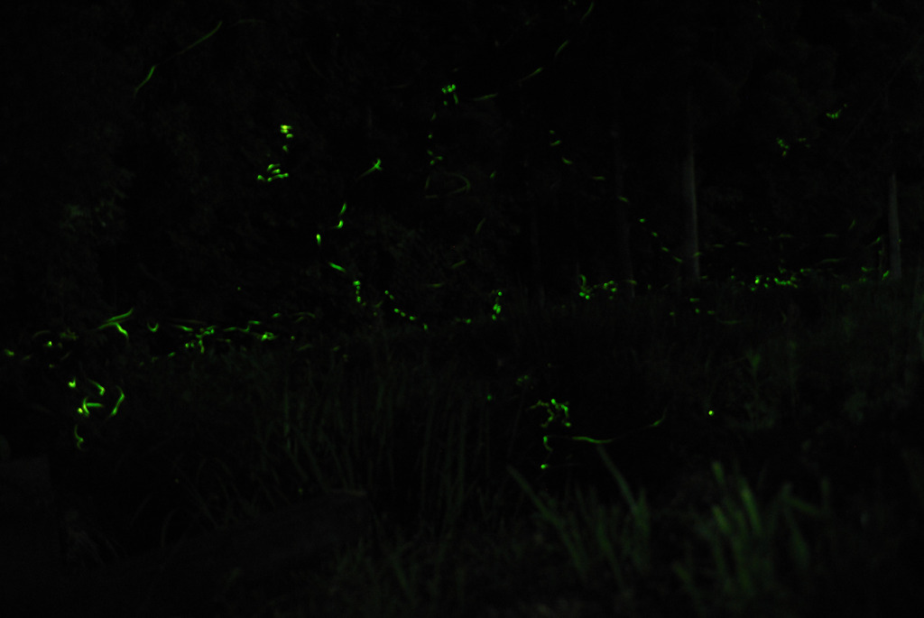 FIREFLY