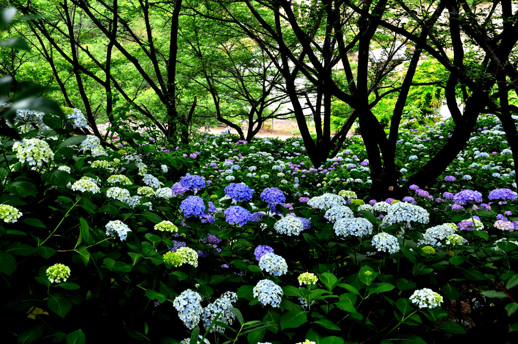 紫陽花