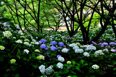 紫陽花