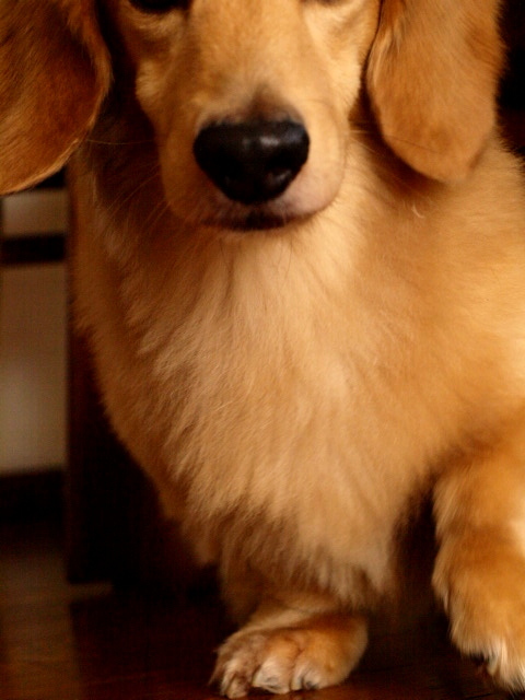 wan