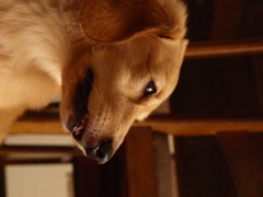 sumashi