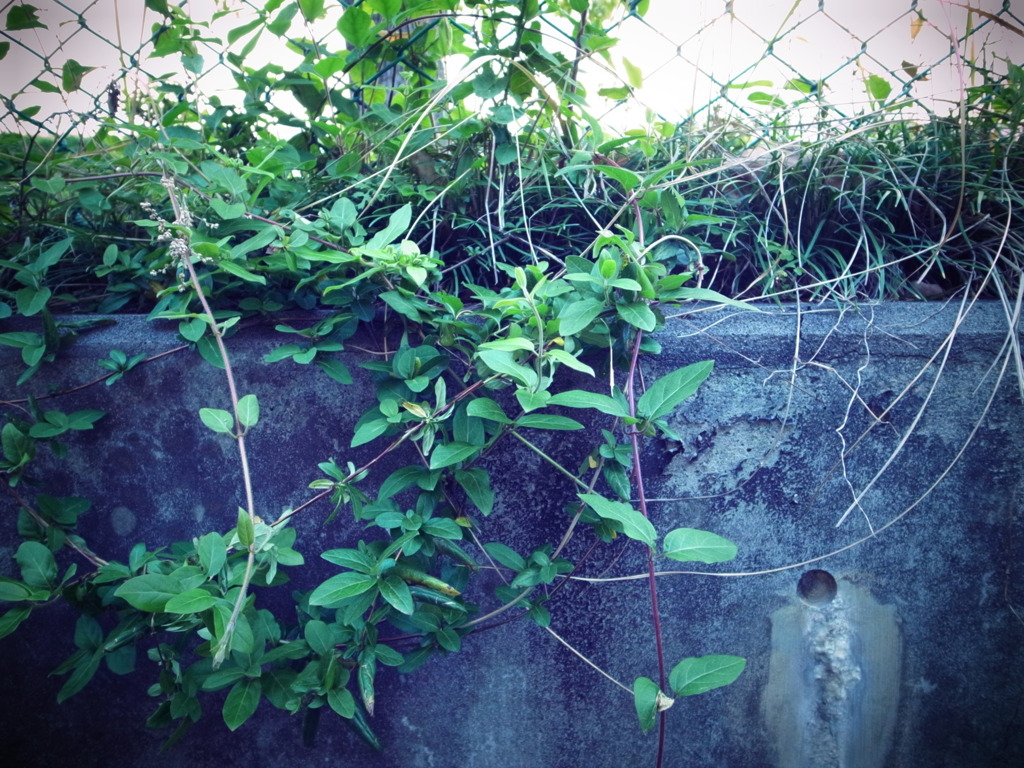 小名木川の堤防