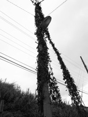 蔦が絡まる電灯