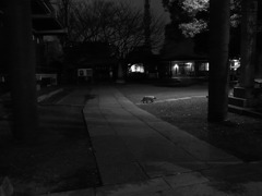 【猫】香取神社境内／2010年12月12日