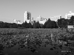 不忍池 ― 上野