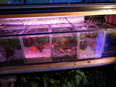 江東区砂町の熱帯魚ショップ