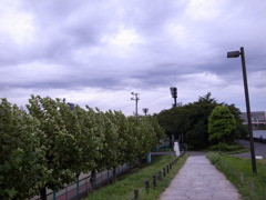 台東リバーサイドスポーツセンター野球場横