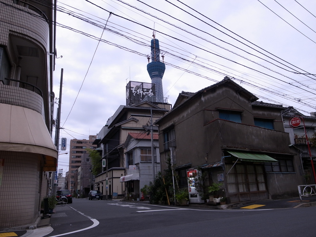 スカイツリー（向島辺りより）