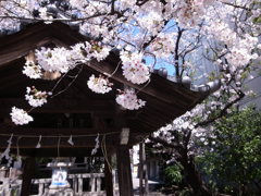 猿江神社の桜