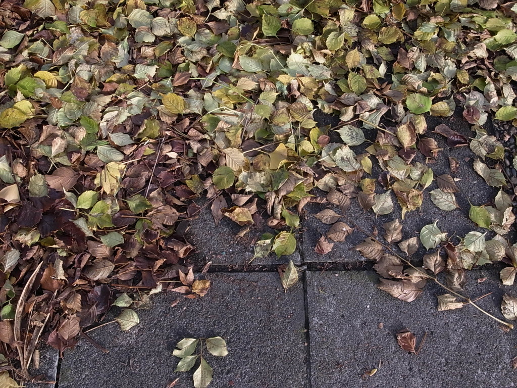 落ち葉（江東区猿江公園）