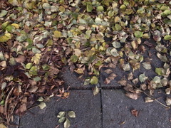 落ち葉（江東区猿江公園）