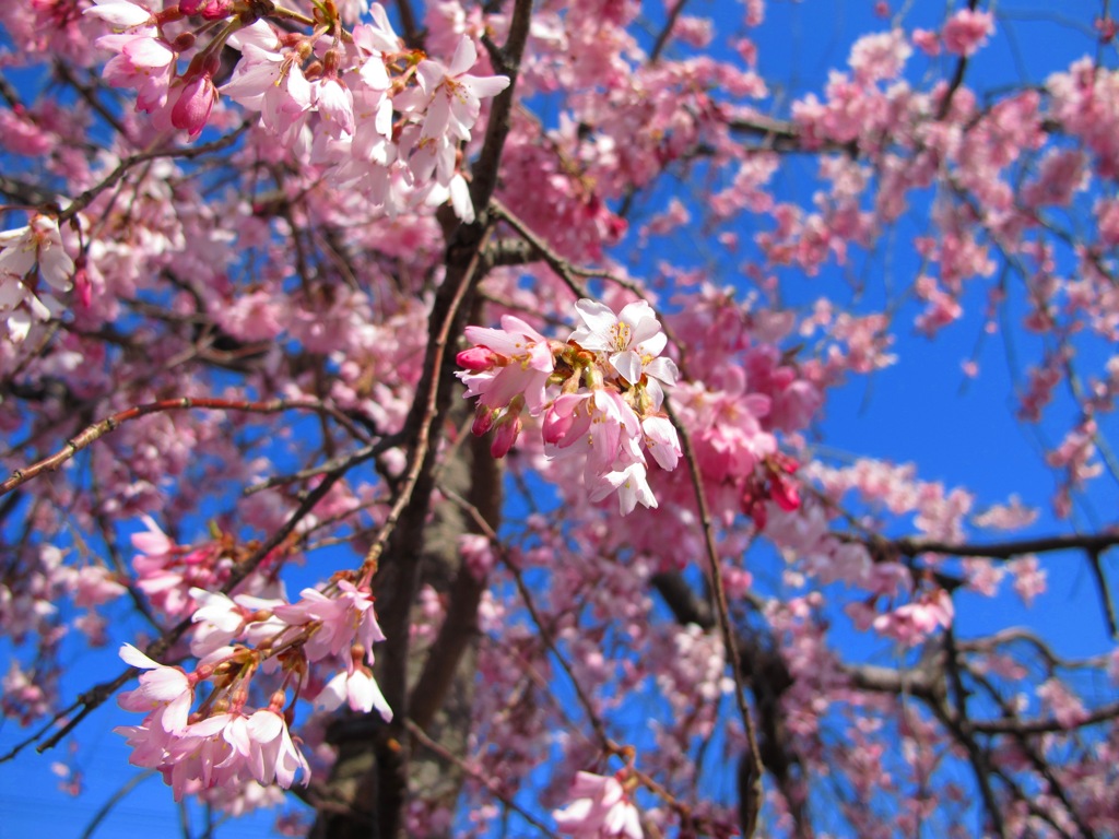 桜