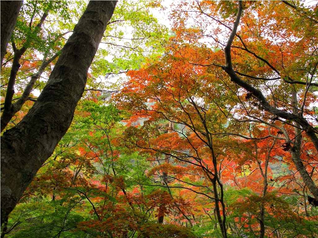 紅葉。