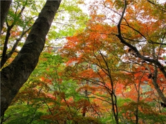 紅葉。
