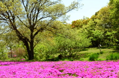 芝桜。