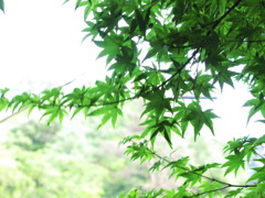 葉っぱ☆