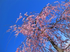 近くの公園の桜。