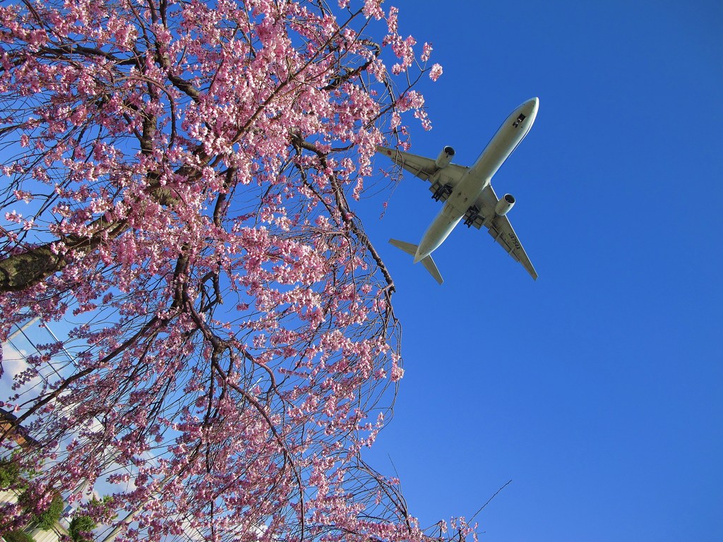 飛行機と桜