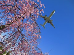 飛行機と桜
