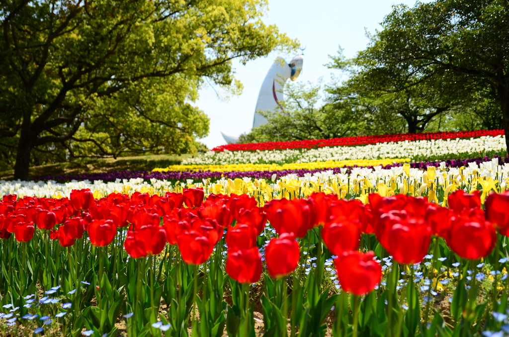 万博公園チューリップ By かばん Id 写真共有サイト Photohito