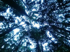 森の空