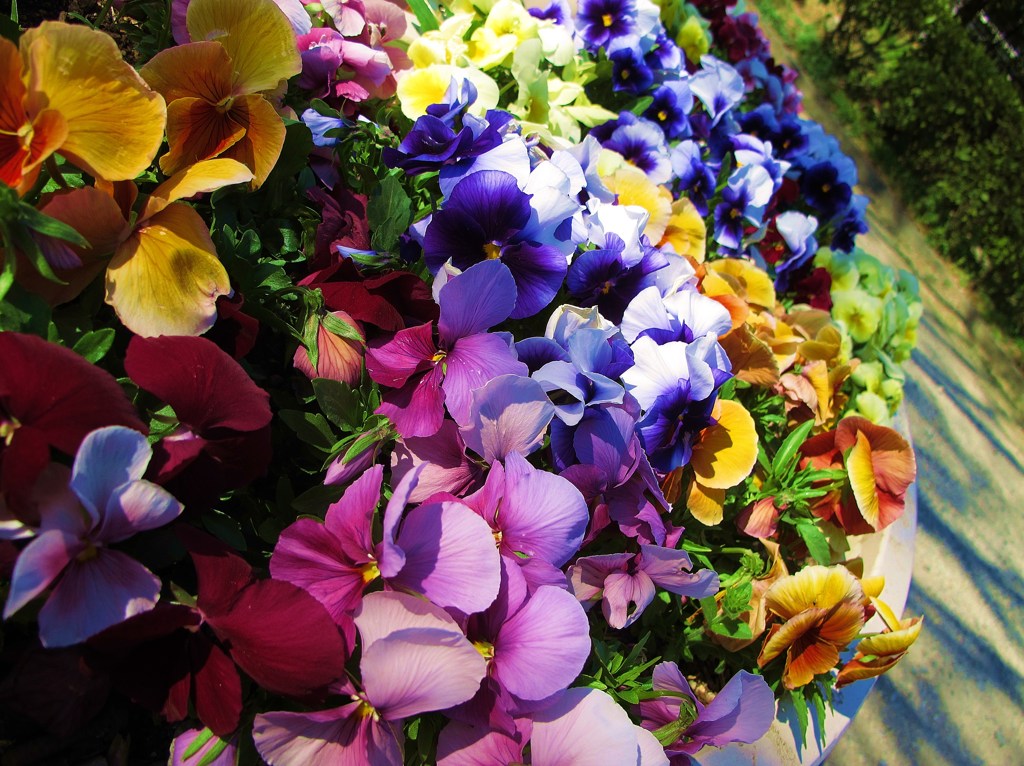 虹色の花