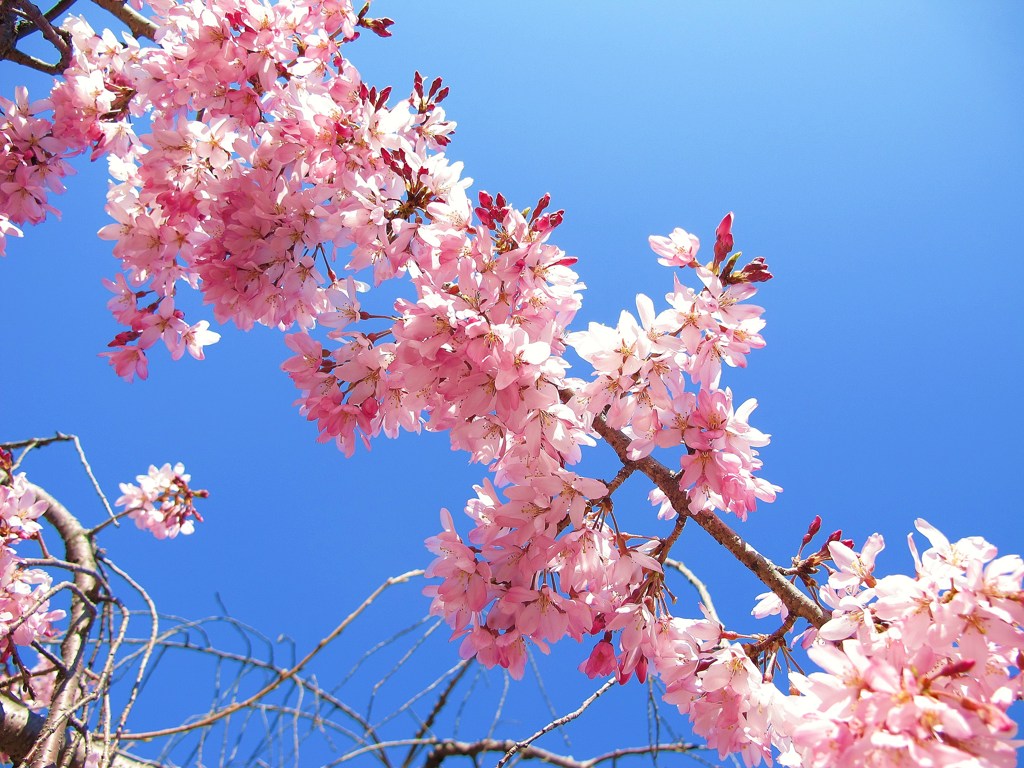 桜と空