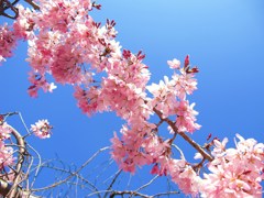 桜と空
