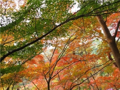 秋景色。
