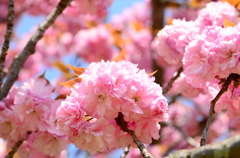 初夏の桜