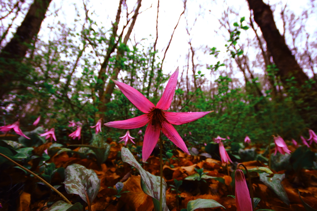 かたくりの花