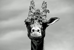 片耳のGiraffe