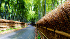 竹薮の散歩道
