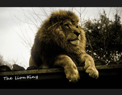 LionKing