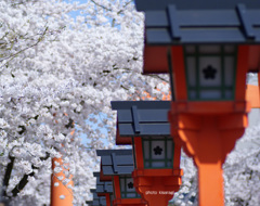 平野神社の春
