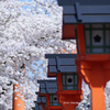 平野神社の春
