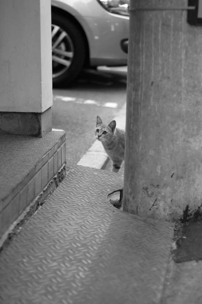 繁華街の猫。