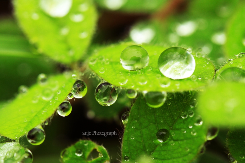 Collection of water droplets.