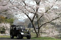 大きな桜の木の下で。