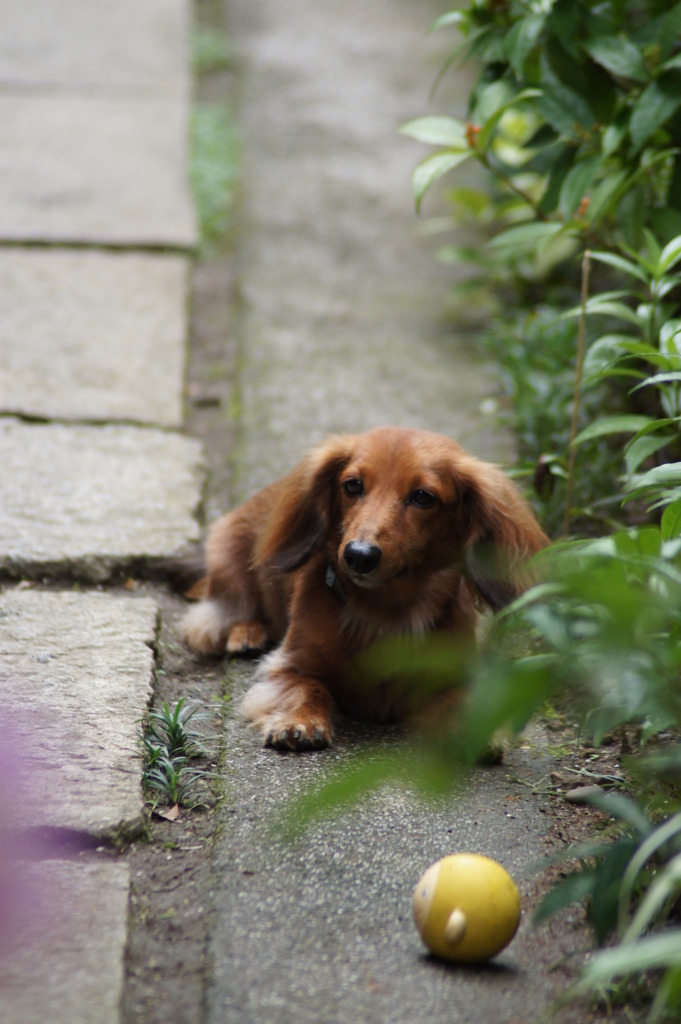 DOG