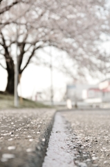 桜の花、舞い上がる道を