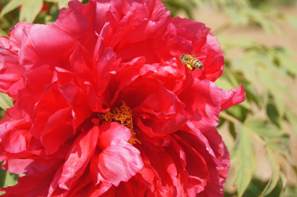 BOOM　BOOM　AND　FLOWER