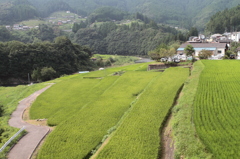 棚田
