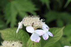 伊吹山の花3