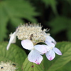伊吹山の花3