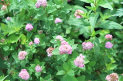 伊吹山の花6